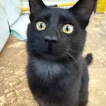 Thumbnail photo of Angus #1