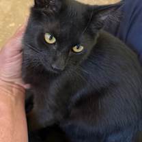 Thumbnail photo of Angus #3