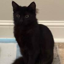 Thumbnail photo of Beetle #1