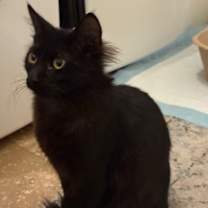 Thumbnail photo of Beetle #3