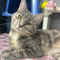 Thumbnail photo of Millie #1