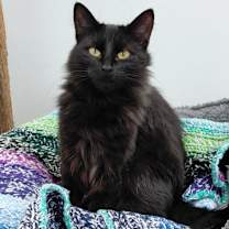 Thumbnail photo of Maleficent #1