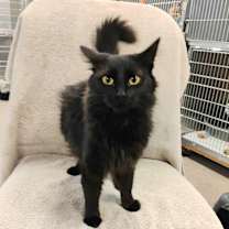 Thumbnail photo of Maleficent #2