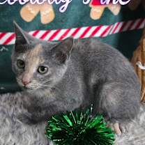 Thumbnail photo of Loblolly Pine #1