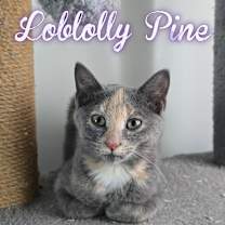Thumbnail photo of Loblolly Pine #2