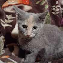 Thumbnail photo of Loblolly Pine #3