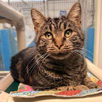 Thumbnail photo of Lou #1