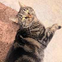 Thumbnail photo of Lou #2