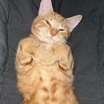 Thumbnail photo of Bell #1