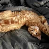 Thumbnail photo of Bell #2