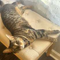 Thumbnail photo of Rosie #3