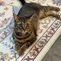 Thumbnail photo of Rosie #4