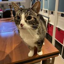 Thumbnail photo of Midas #1