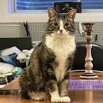 Thumbnail photo of Midas #2