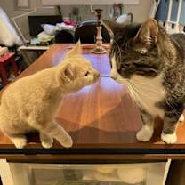 Thumbnail photo of Midas #3