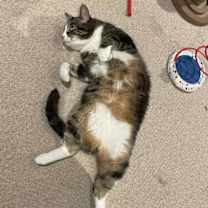 Thumbnail photo of Midas #4