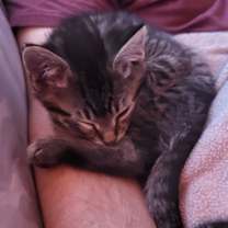 Thumbnail photo of Honey Cruller Zoomz #1