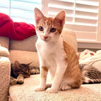 Thumbnail photo of Sigard #2