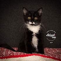 Thumbnail photo of Sal #1