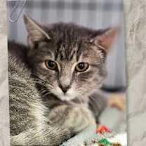 Thumbnail photo of Jenkins #1