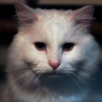 Thumbnail photo of Oliver #1