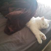 Thumbnail photo of Oliver #2