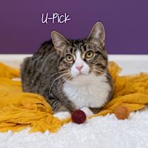 Thumbnail photo of U-Pick #1