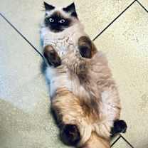 Thumbnail photo of ATHENA - “Royal Queen” #3