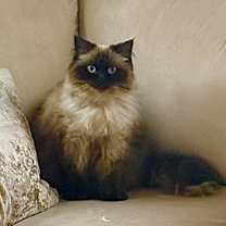 Thumbnail photo of ATHENA - “Royal Queen” #4