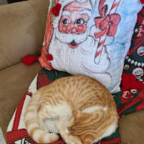 Thumbnail photo of Butterscotch #2