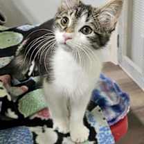 Thumbnail photo of Tobias AND Davis #3