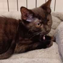 Thumbnail photo of Martha (foster kitten) #2