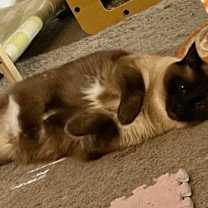 Thumbnail photo of Benji #3