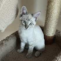 Thumbnail photo of Alfie #2