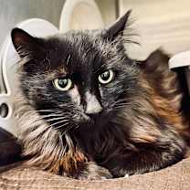 Thumbnail photo of Hazen #1