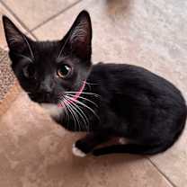 Thumbnail photo of Scarf #1