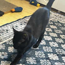 Thumbnail photo of Cayenne #1