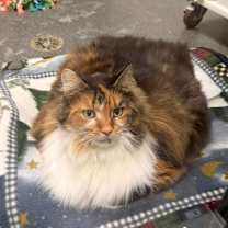 Thumbnail photo of Birdie  #1