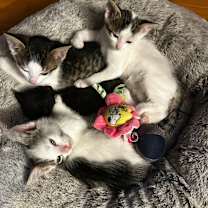 Thumbnail photo of Cayenne #2