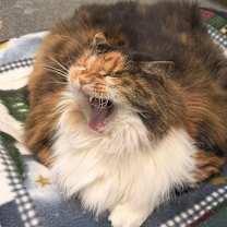 Thumbnail photo of Birdie  #4