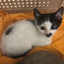 Thumbnail photo of Rudy 8854 #1