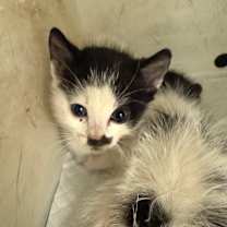 Thumbnail photo of Rudy 8854 #2