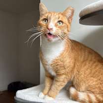 Thumbnail photo of Ferdinand #1