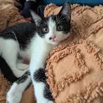 Thumbnail photo of Punky #2