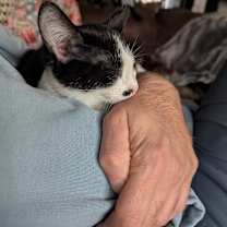 Thumbnail photo of Punky #3