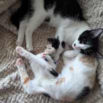 Thumbnail photo of Punky #4