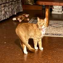 Thumbnail photo of Trouble & Betsy #4