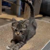 Thumbnail photo of Meenie #1