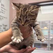 Thumbnail photo of Meenie #2