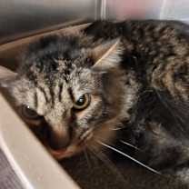 Thumbnail photo of Clyde #1